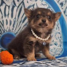 ♀︎チワワ(ロングコート)