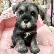 ♀︎ミニチュアシュナウザー