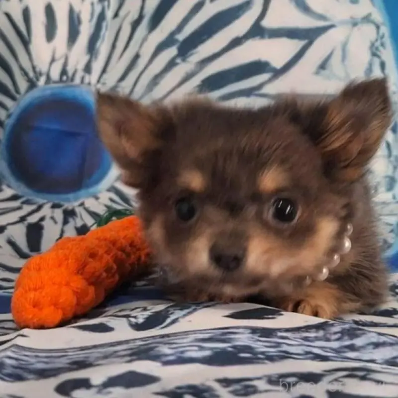 販売中の鹿児島県のチワワ(ロングコート)-451407の3枚目