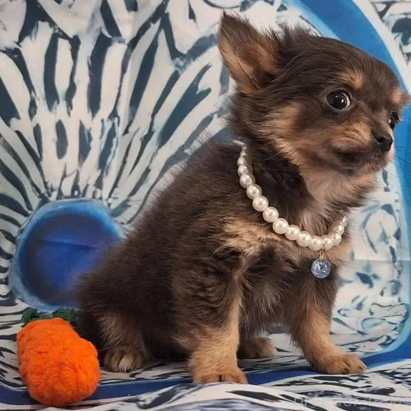 販売中の鹿児島県のチワワ(ロングコート)-451407の2枚目