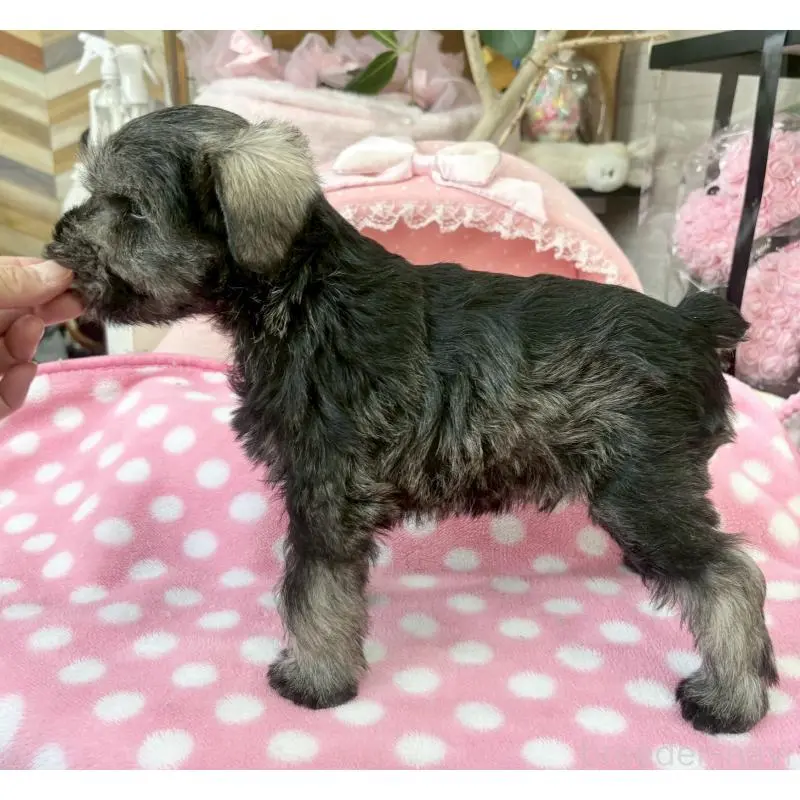 販売中の大阪府のミニチュアシュナウザー-451412の9枚目