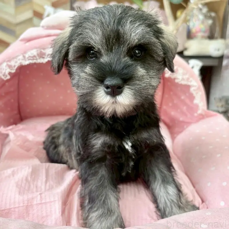 販売中の大阪府のミニチュアシュナウザー-451412の8枚目