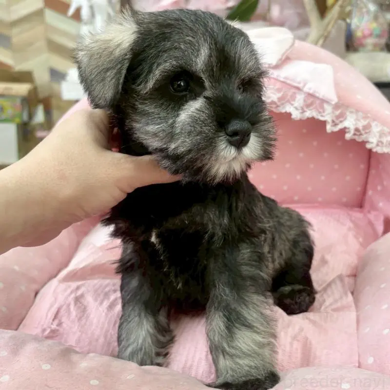 販売中の大阪府のミニチュアシュナウザー-451412の7枚目