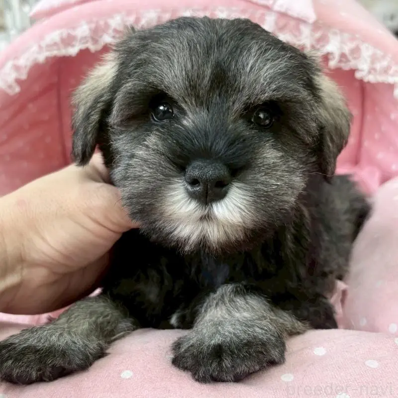 販売中の大阪府のミニチュアシュナウザー-451412の6枚目