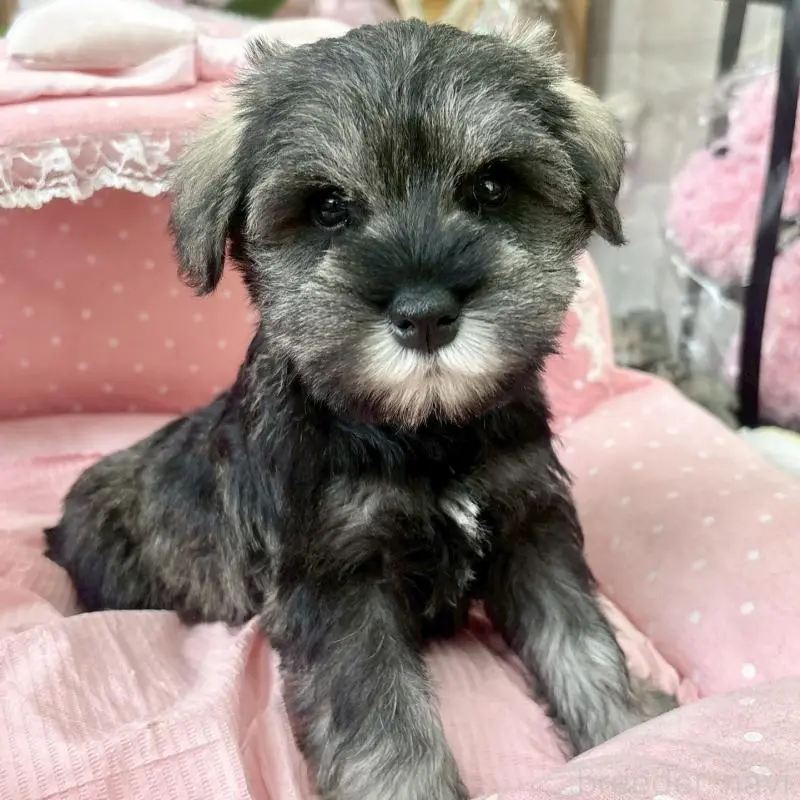 販売中の大阪府のミニチュアシュナウザー-451412の5枚目