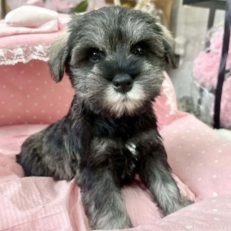 販売中の大阪府のミニチュアシュナウザー-451412の3枚目