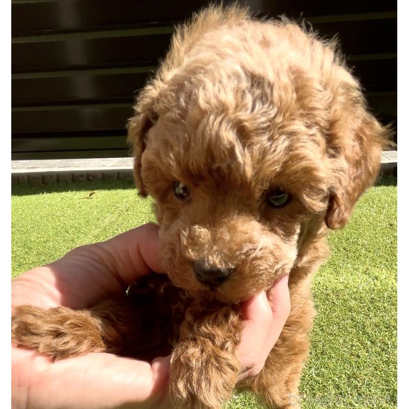 販売中の奈良県のタイニープードル-446944の6枚目