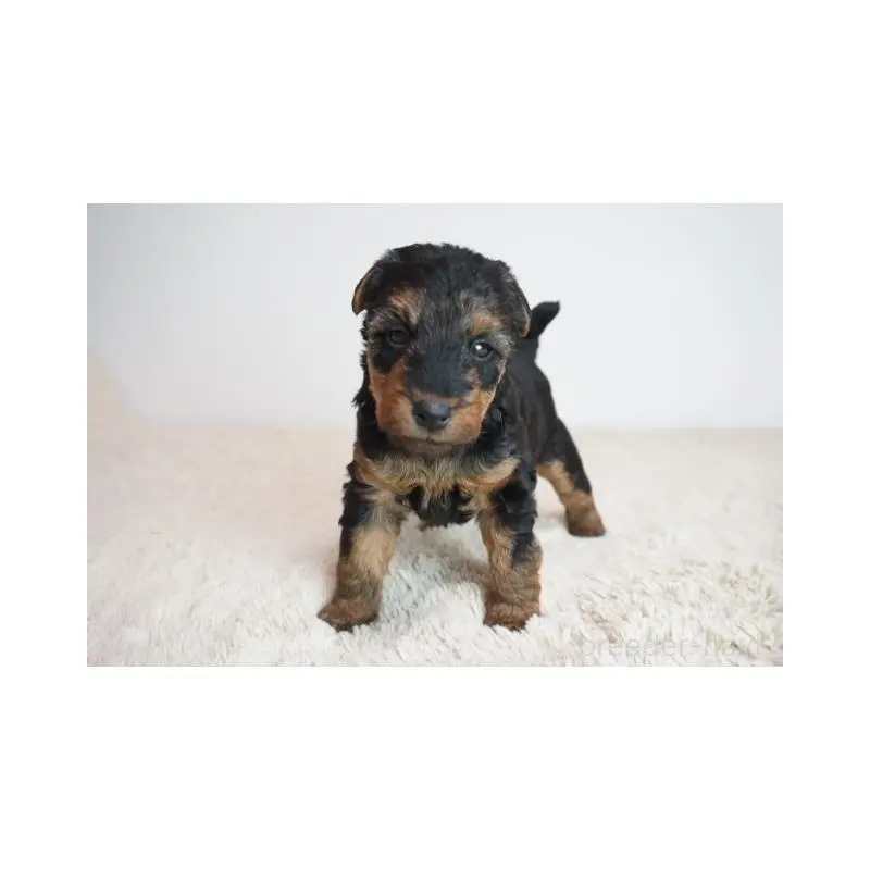 販売中の奈良県のウェルシュテリア-451425