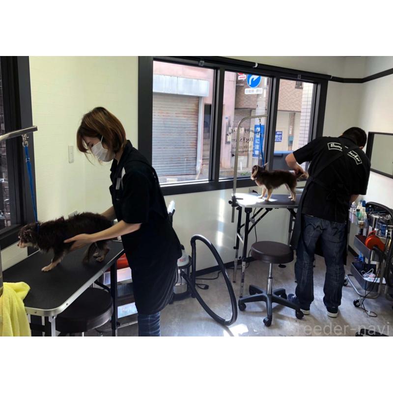 犬舎紹介の兵庫県の犬舎紹介-5450の2枚目