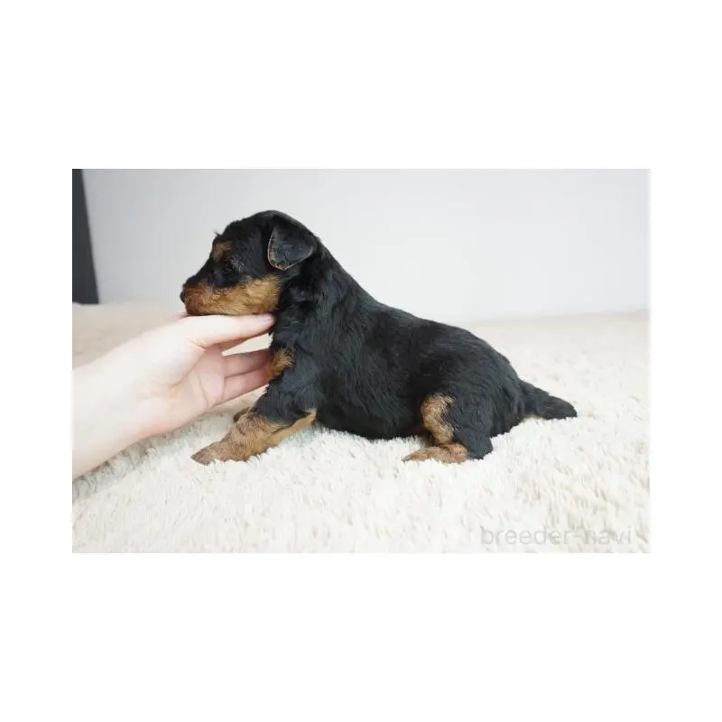 販売中の奈良県のウェルシュテリア-451427の5枚目