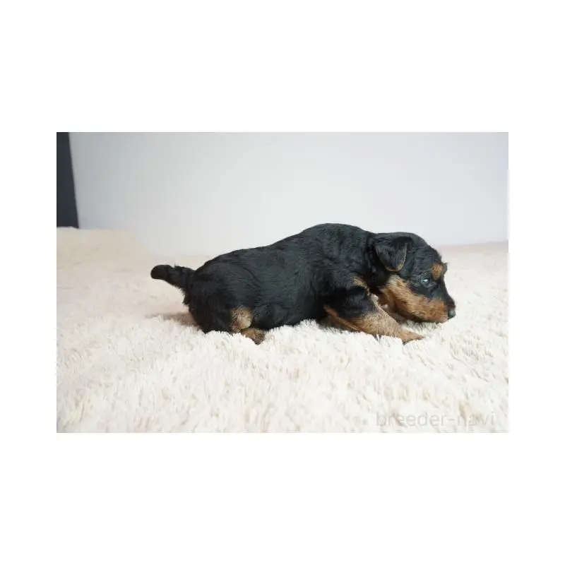 販売中の奈良県のウェルシュテリア-451427の4枚目