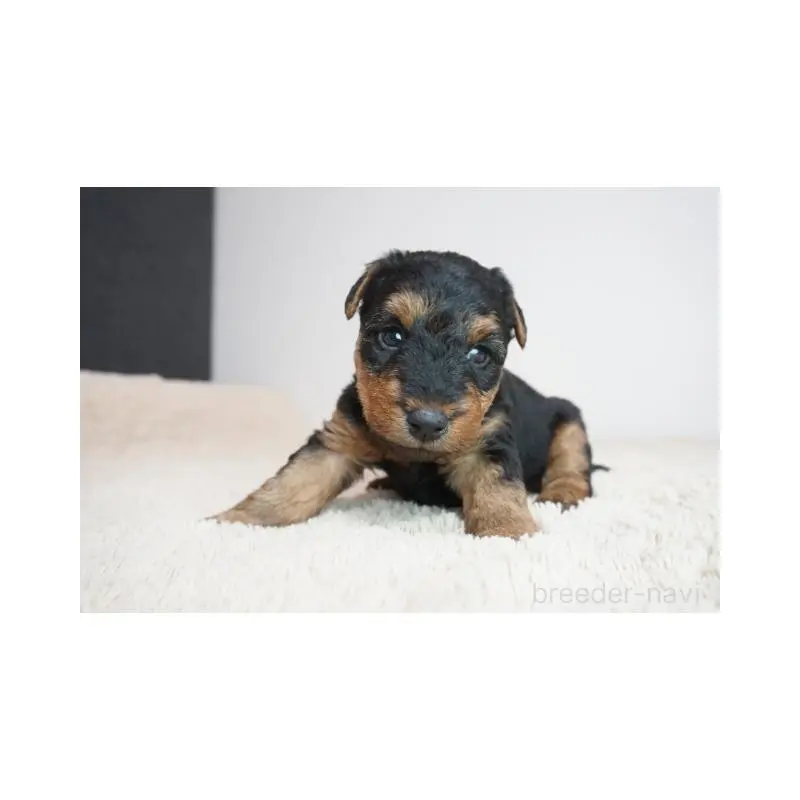 販売中の奈良県のウェルシュテリア-451427の3枚目