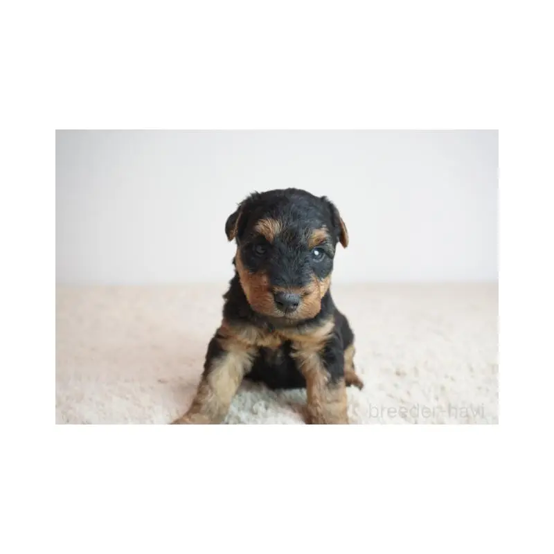 販売中の奈良県のウェルシュテリア-451427