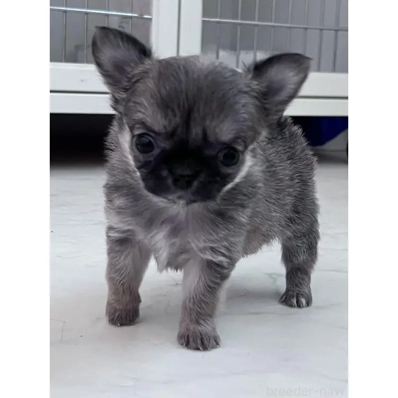 販売中の山口県のチワワ(ロングコート)-451428の5枚目