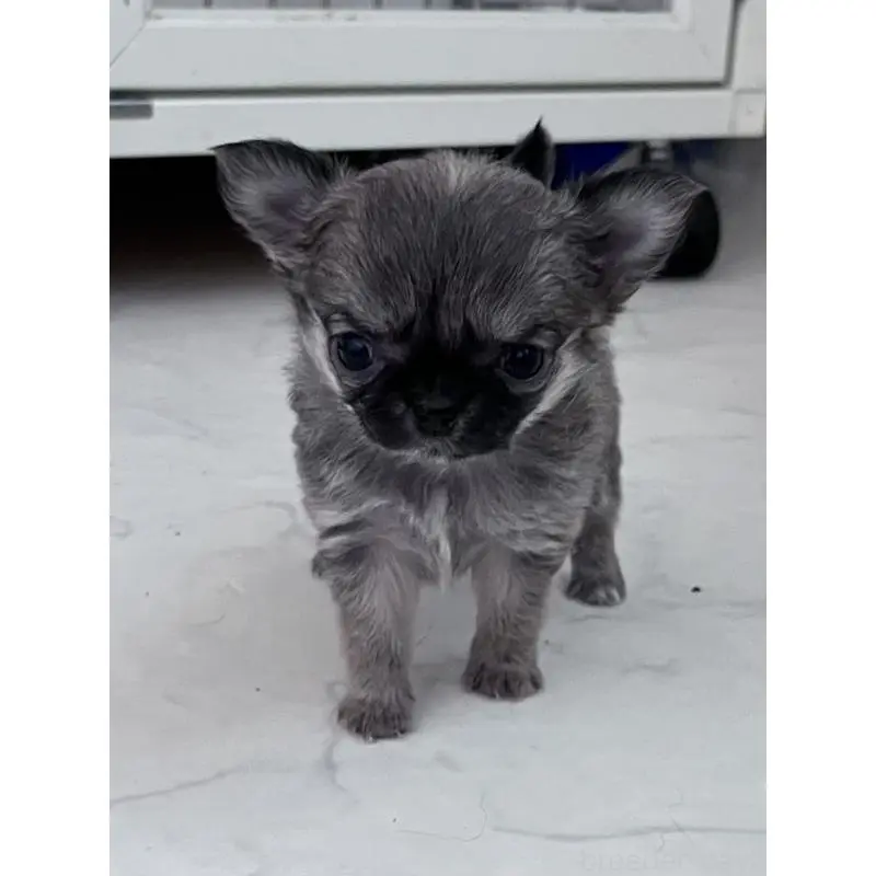 販売中の山口県のチワワ(ロングコート)-451428の4枚目