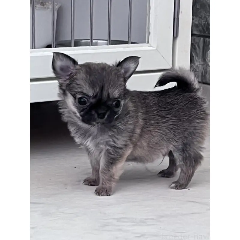 販売中の山口県のチワワ(ロングコート)-451428の3枚目