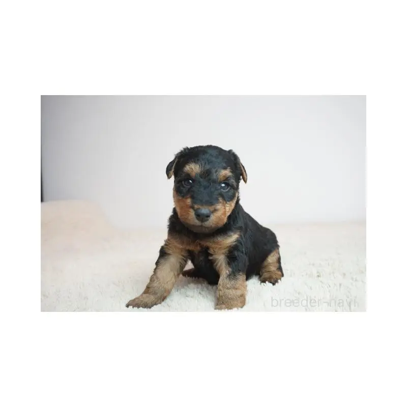 販売中の奈良県のウェルシュテリア-451427の2枚目