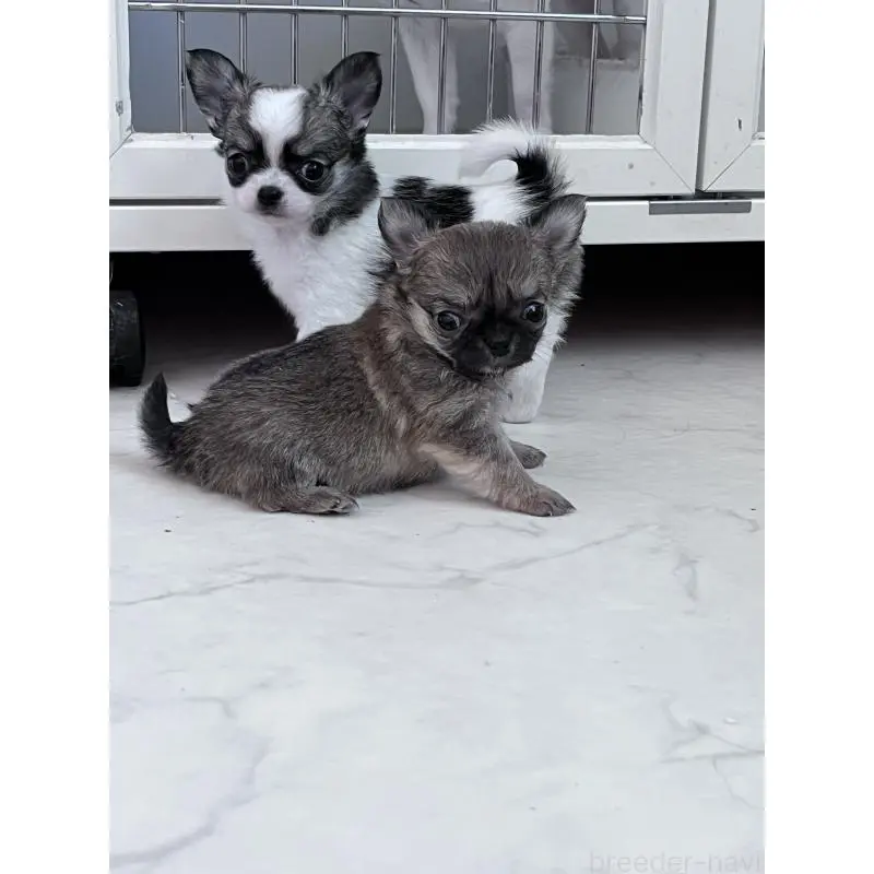 販売中の山口県のチワワ(ロングコート)-451428の2枚目