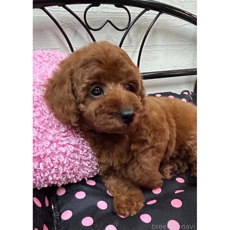 犬舎紹介の兵庫県の犬舎紹介-5450の4枚目