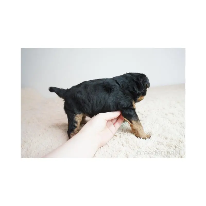 販売中の奈良県のウェルシュテリア-451432の4枚目