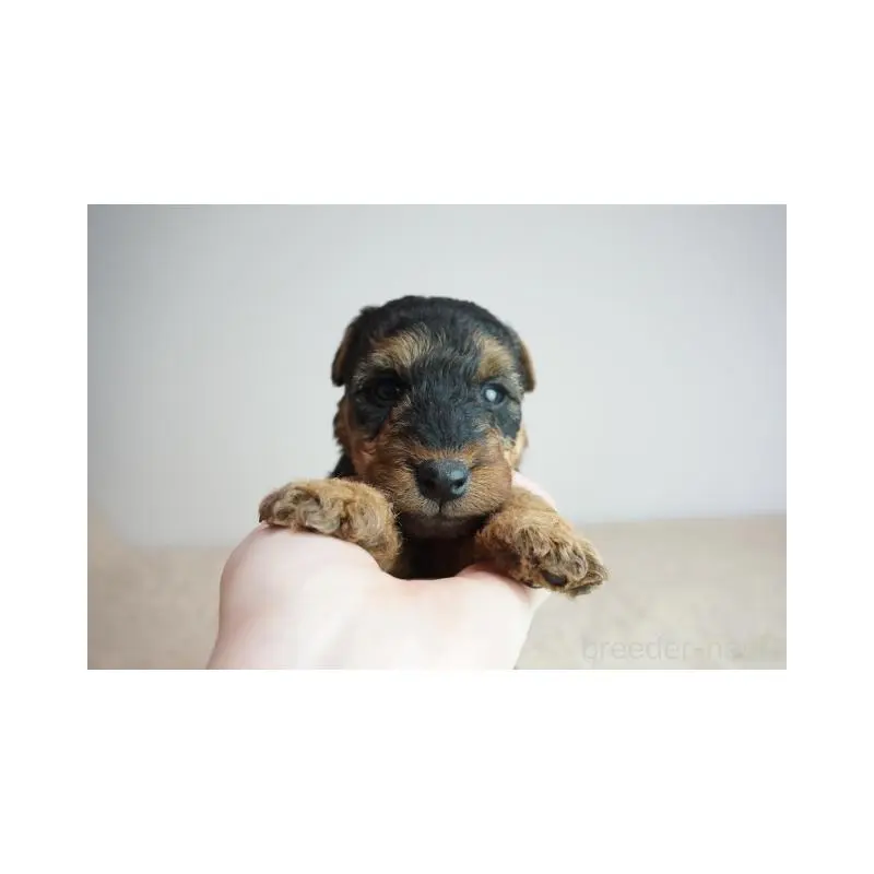 販売中の奈良県のウェルシュテリア-451432の3枚目