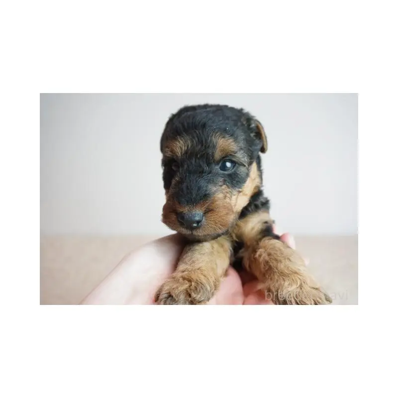 販売中の奈良県のウェルシュテリア-451432の2枚目