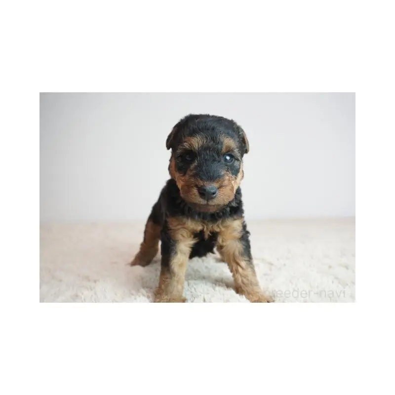 販売中の奈良県のウェルシュテリア-451432