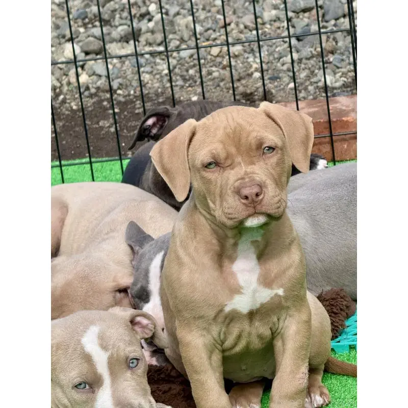 販売中の静岡県のアメリカンピットブルテリア-451434の3枚目