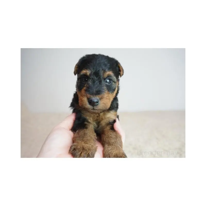 販売中の奈良県のウェルシュテリア-451436