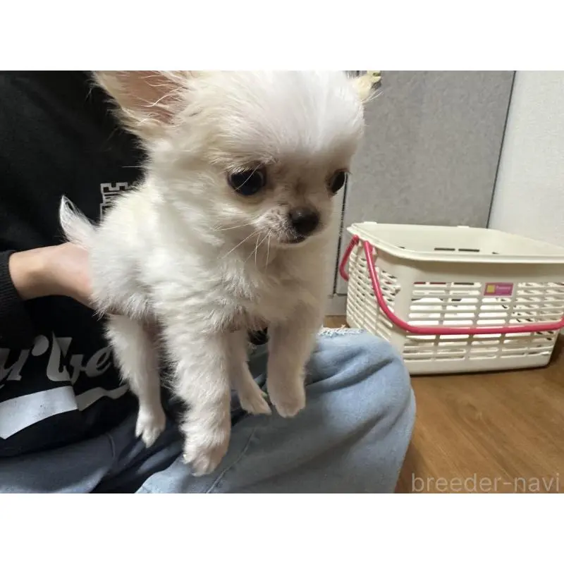 販売中の福岡県のチワワ(ロングコート)-451437の5枚目