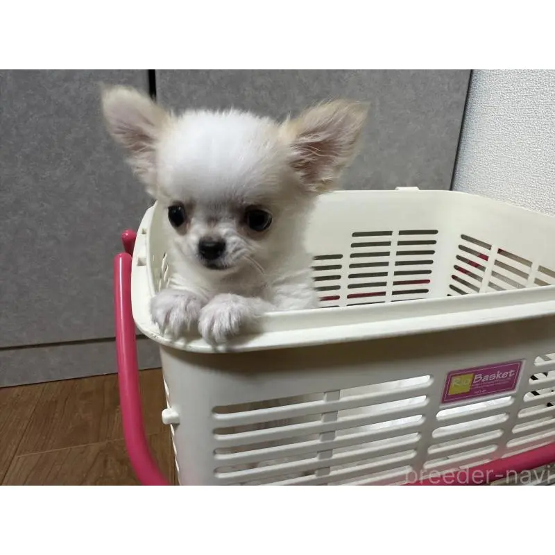 販売中の福岡県のチワワ(ロングコート)-451437の4枚目