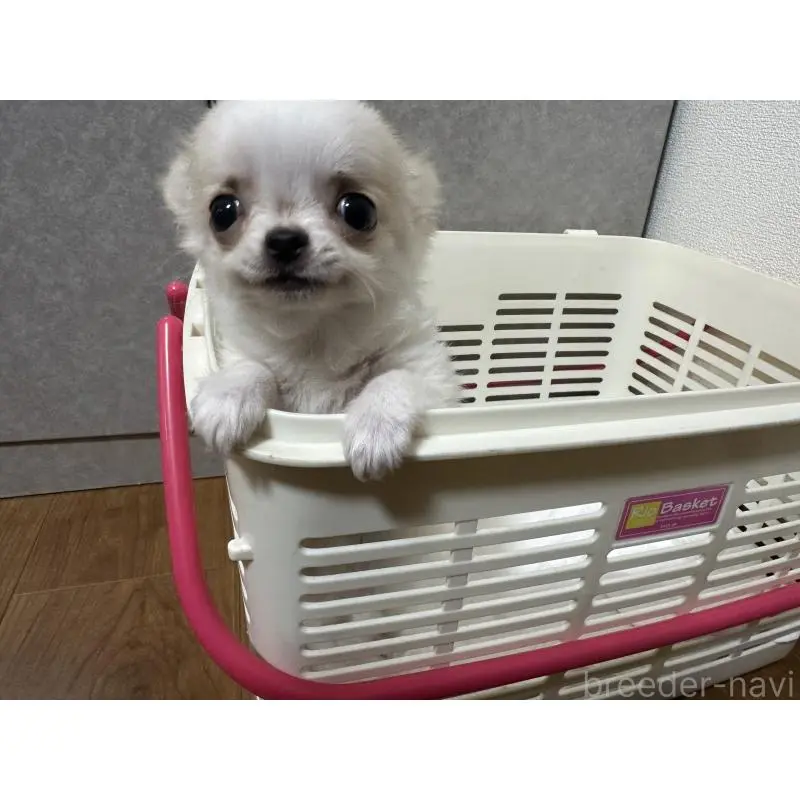 販売中の福岡県のチワワ(ロングコート)-451437の3枚目