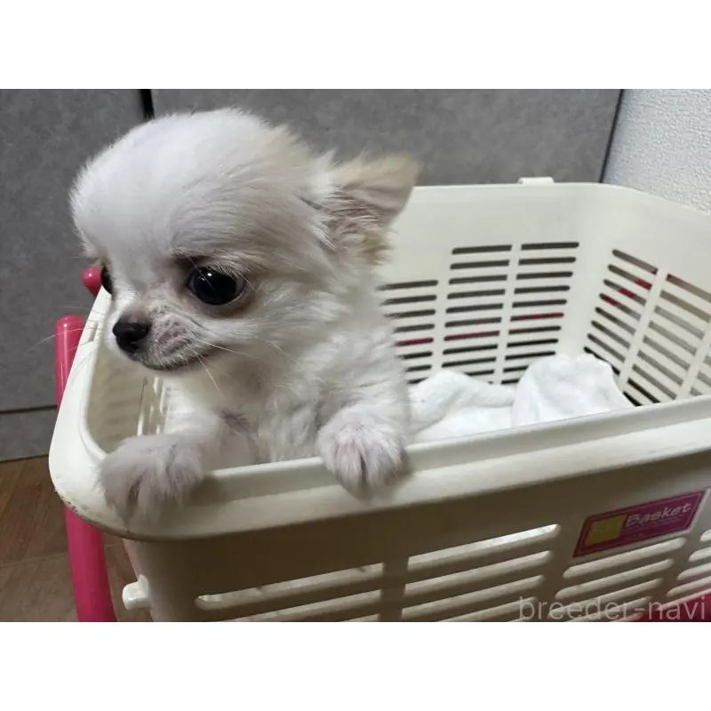 販売中の福岡県のチワワ(ロングコート)-451437の2枚目