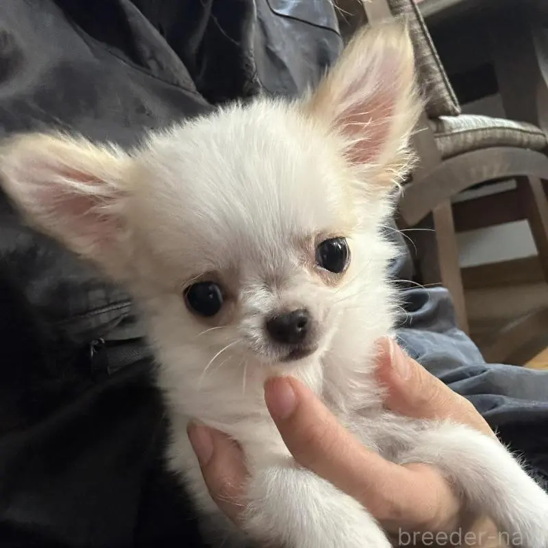 販売中の福岡県のチワワ(ロングコート)-451437