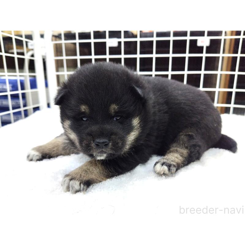 販売中の大阪府の柴犬-451438の2枚目