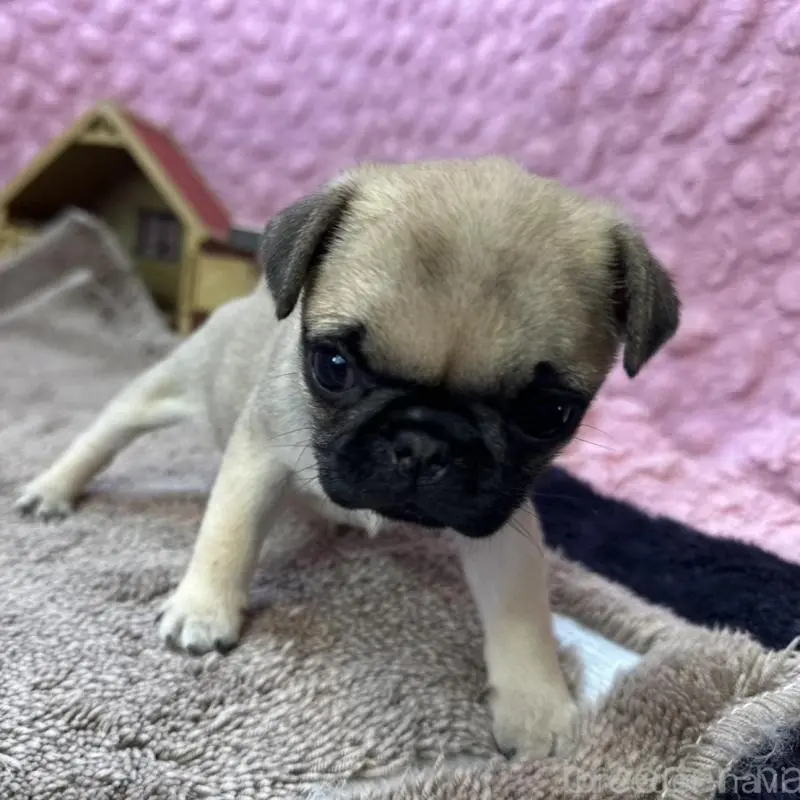 販売中の茨城県のパグ-451439の18枚目