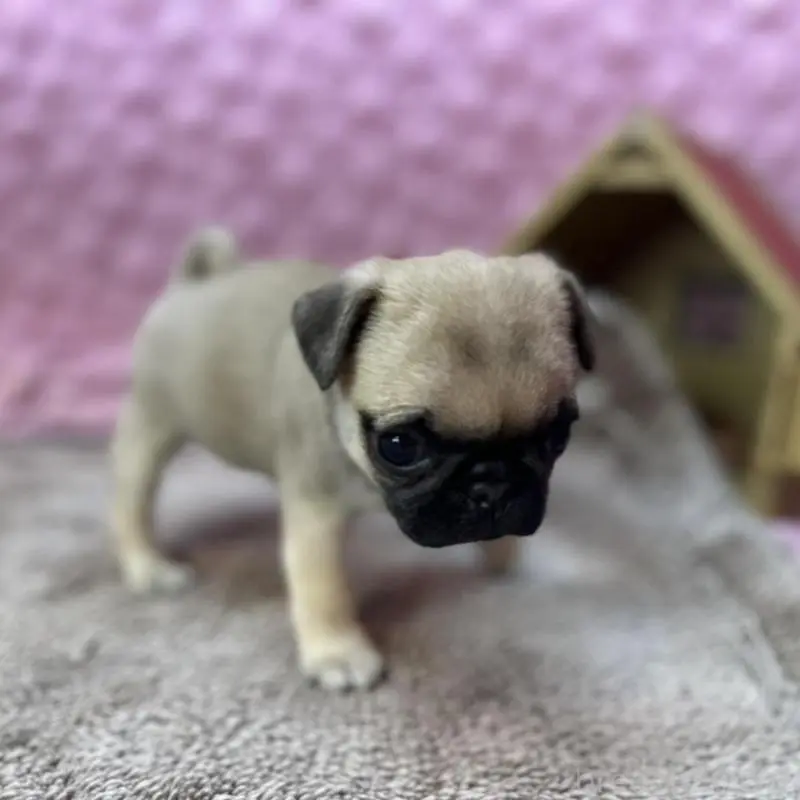 販売中の茨城県のパグ-451439の17枚目