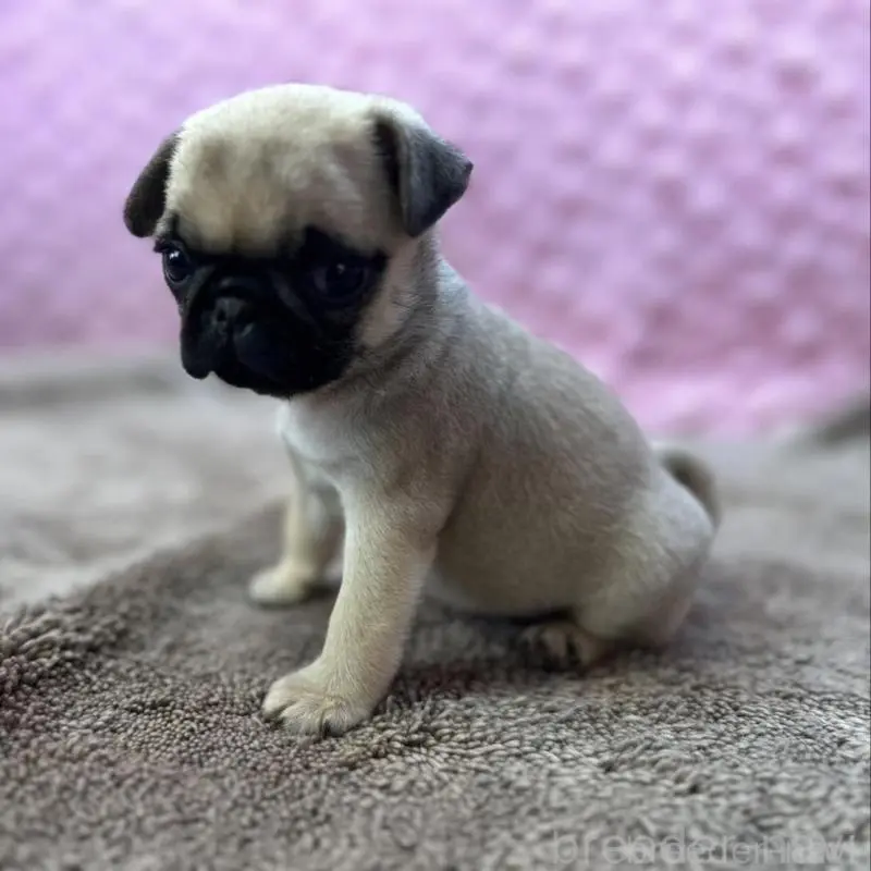 販売中の茨城県のパグ-451439の16枚目