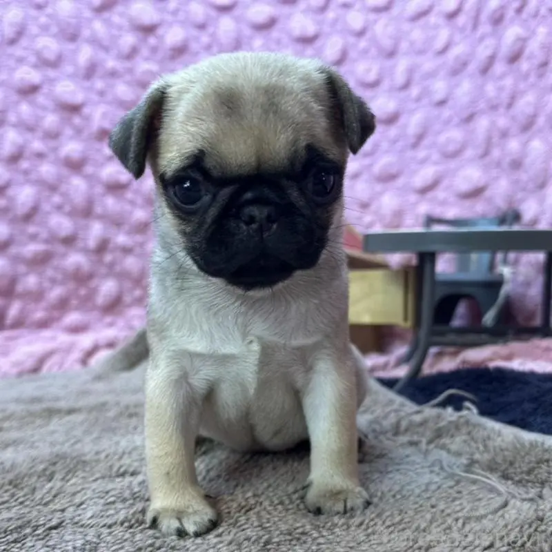 販売中の茨城県のパグ-451439の15枚目