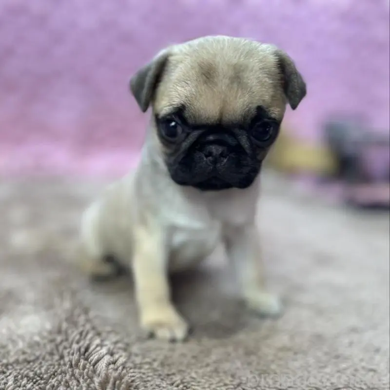 販売中の茨城県のパグ-451439の14枚目