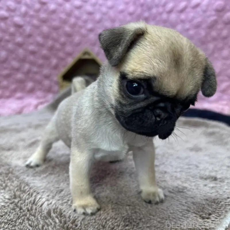 販売中の茨城県のパグ-451439の13枚目