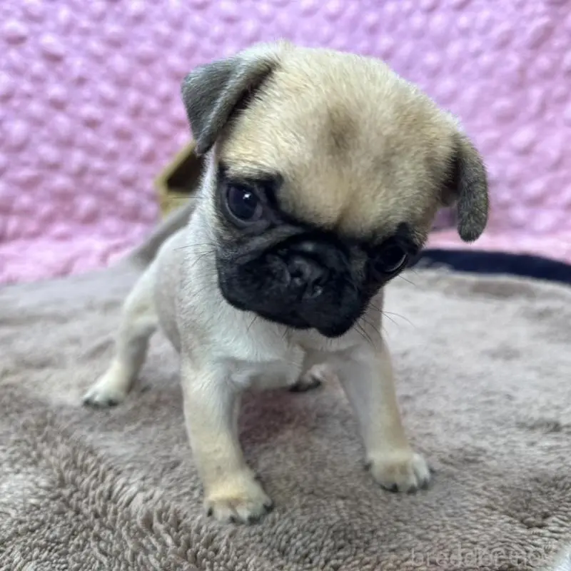 販売中の茨城県のパグ-451439の12枚目