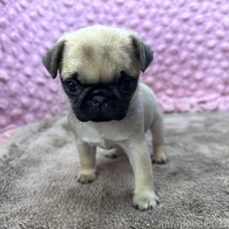 販売中の茨城県のパグ-451439の11枚目