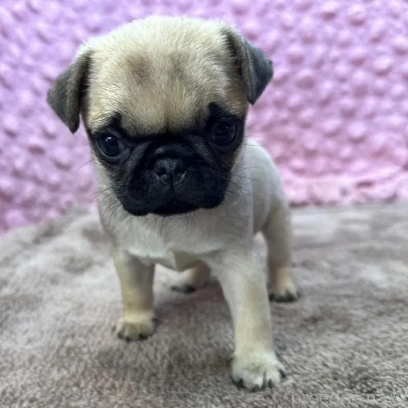 販売中の茨城県のパグ-451439の10枚目