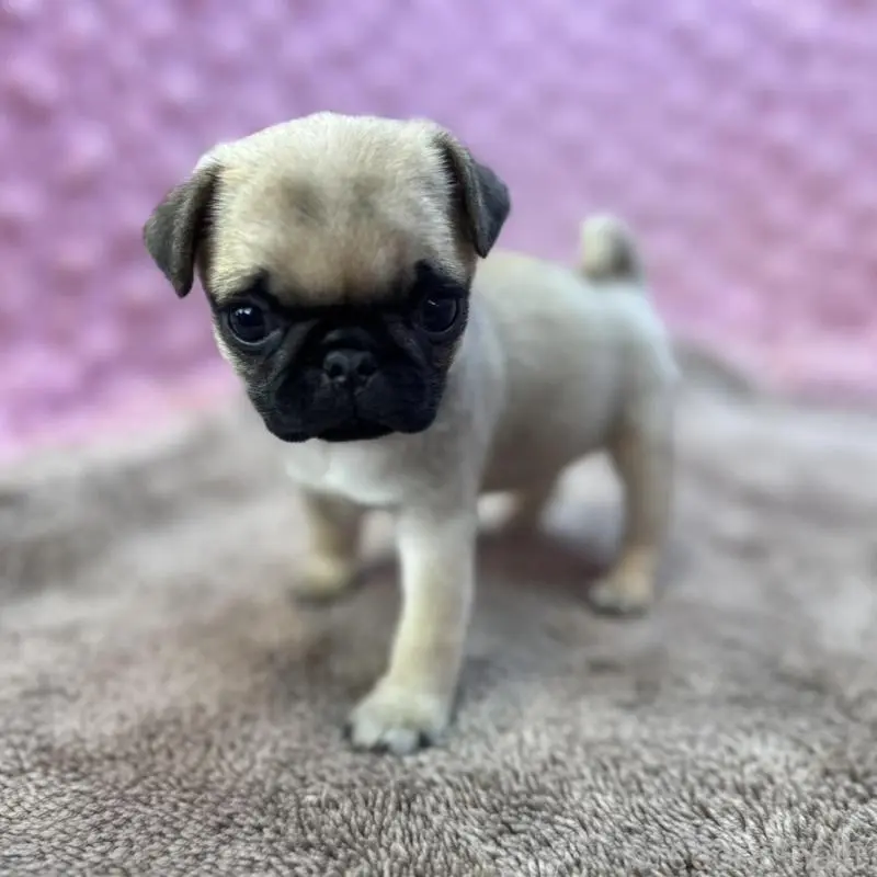 販売中の茨城県のパグ-451439の9枚目