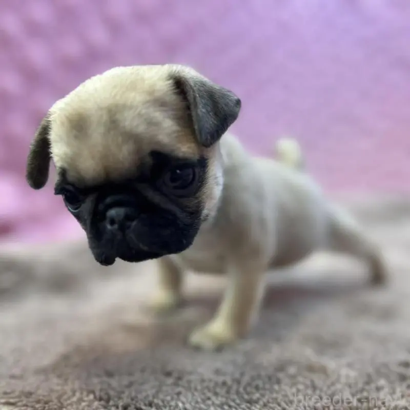 販売中の茨城県のパグ-451439の8枚目