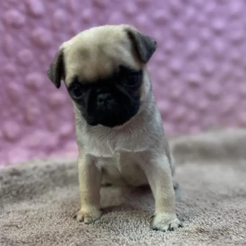 販売中の茨城県のパグ-451439の7枚目