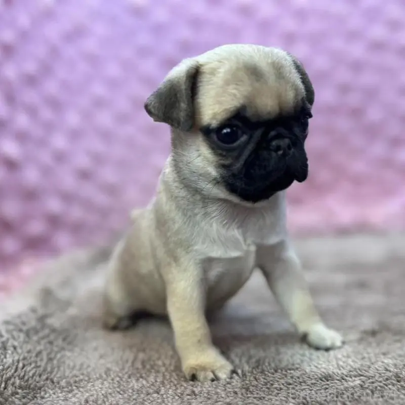 販売中の茨城県のパグ-451439の6枚目