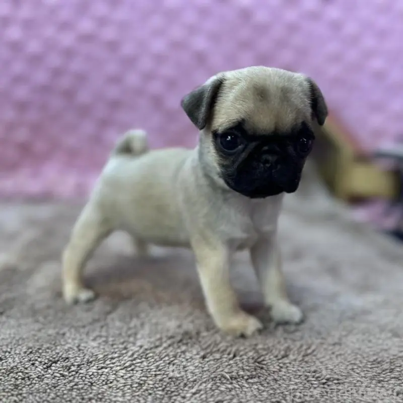 販売中の茨城県のパグ-451439の5枚目