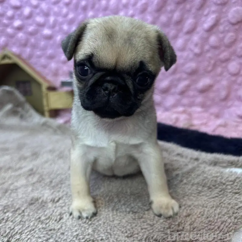 販売中の茨城県のパグ-451439の2枚目